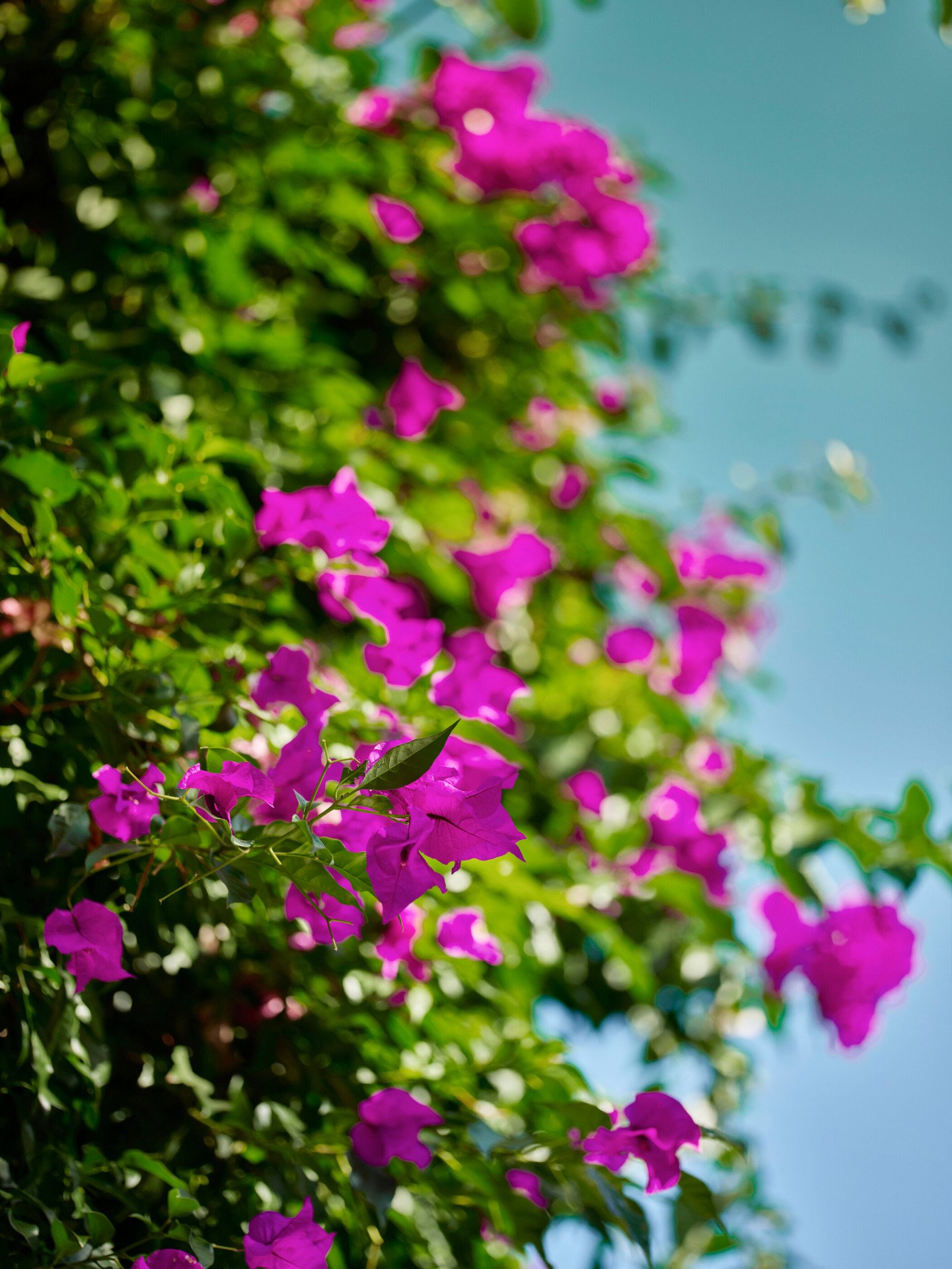 Bougainvillea blooming at Hotel Bel-Air