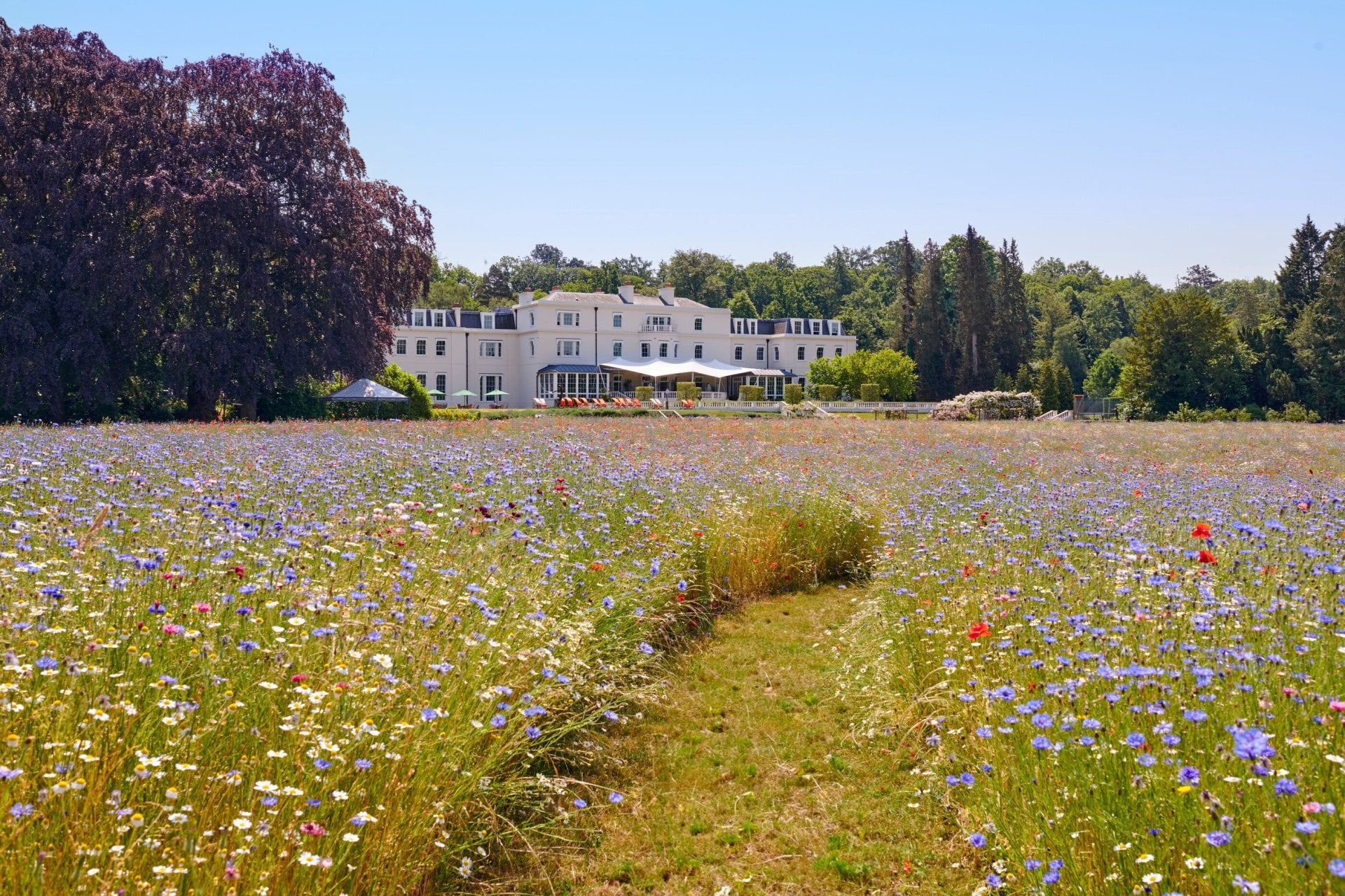 The Meadow at Coworth Park in the Summer 