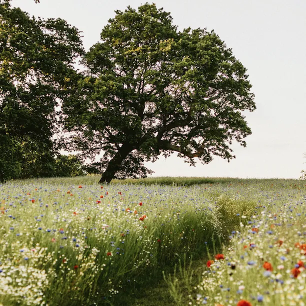 Grounds at Coworth Park