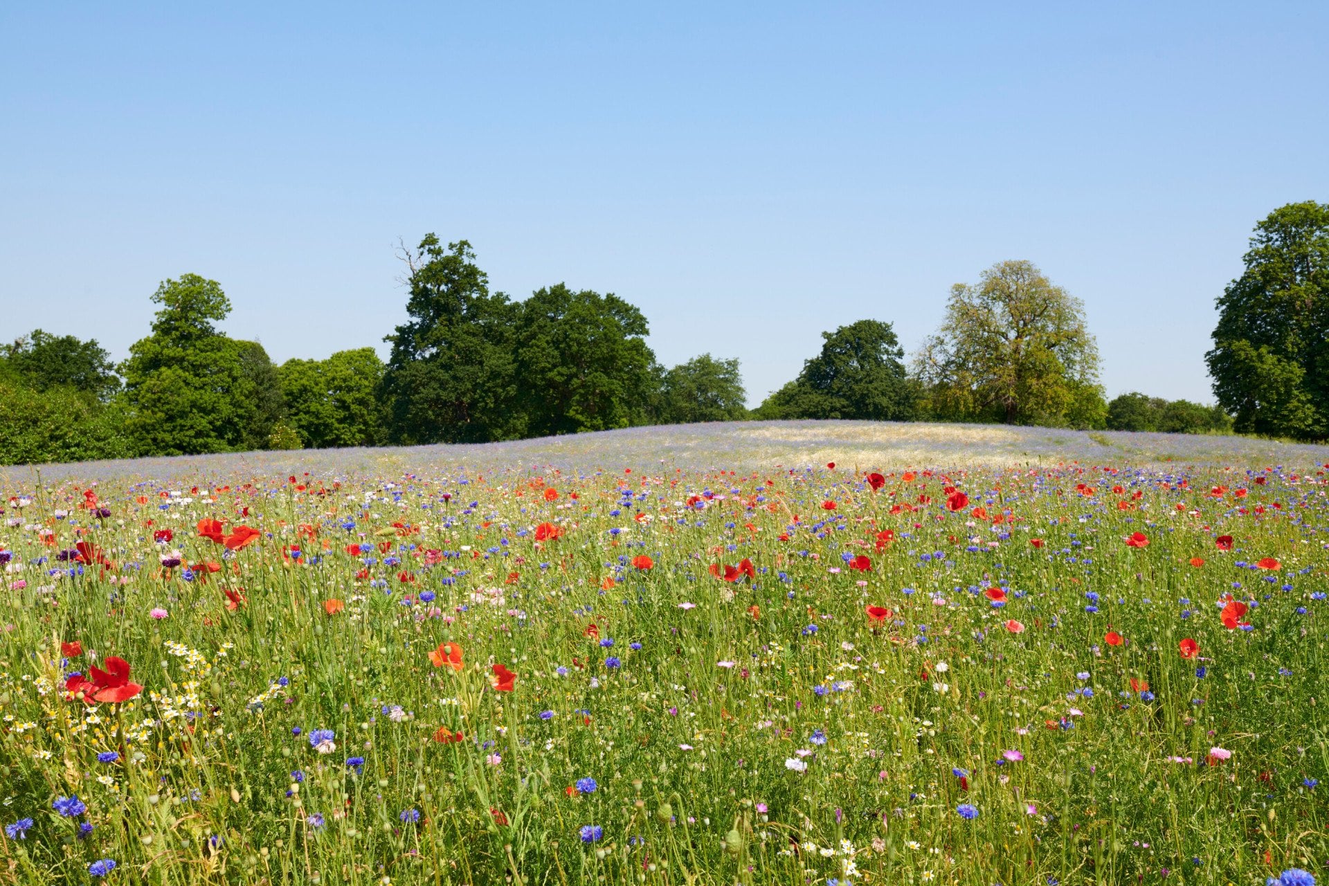 The Meadow at Coworth Park in the Summer 